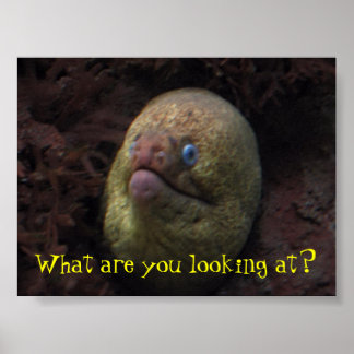 What are you looking at? poster