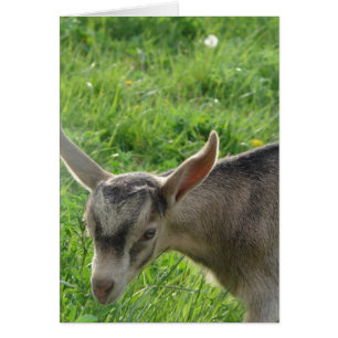 What Big Ears You Have