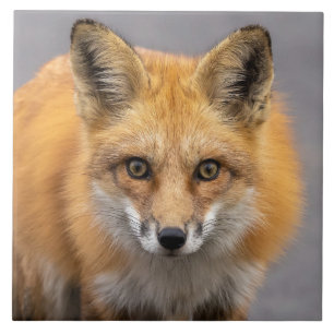 What Big Eyes You Have Tile