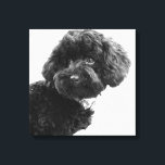What? / Black Toy Poodle in B&W Photography Canvas Print<br><div class="desc">What?:) Photography in 2010/12/23. Copyright 2010-Present (SQAURE)| ©riverme* | All Rights Reserved SEE RECTANGLE COPY HERE:</div>