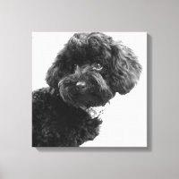What? / Black Toy Poodle in B&W Photography