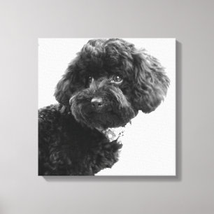 What? / Black Toy Poodle in B&W Photography Canvas Print