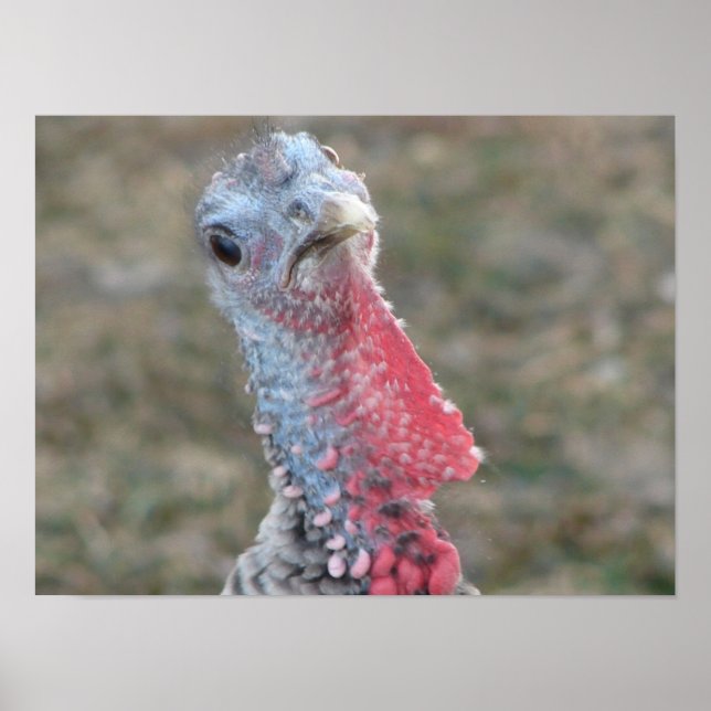 What?  Confused Turkey Poster (Front)