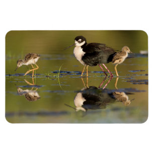 What cute chicks magnet
