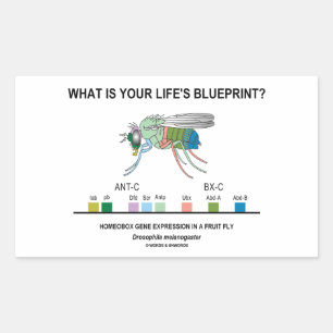 What Is Your Life's Blueprint? (Gene Expression) Sticker