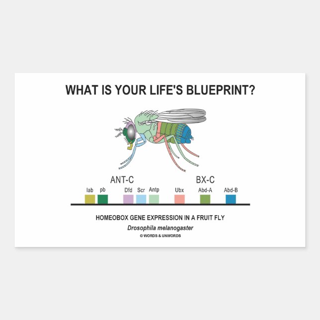 What Is Your Life's Blueprint? (Gene Expression) Sticker (Front)