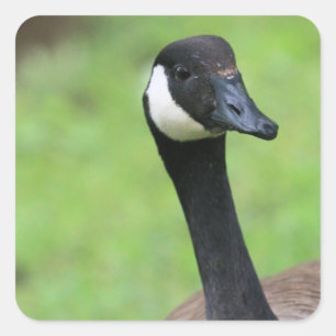 What? Square Sticker