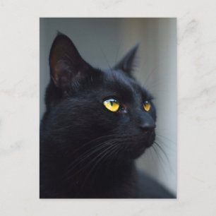 what was your cat thinking postcard