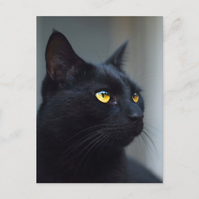 what was your cat thinking postcard (Front)