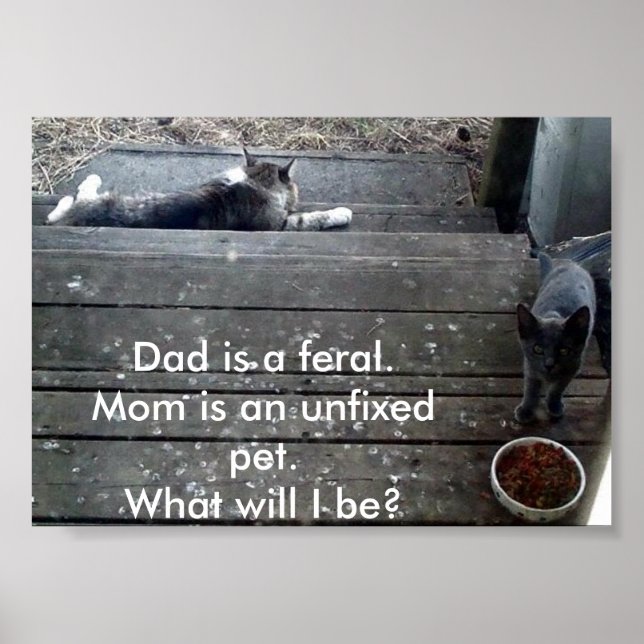 "What will I be?" feral kitten poster (Front)