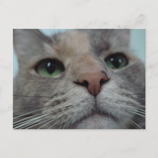 What Ya doin? Postcard (Front)