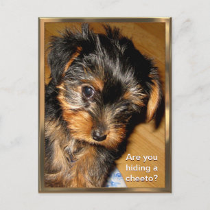 What you hiding? Customizable Postcard