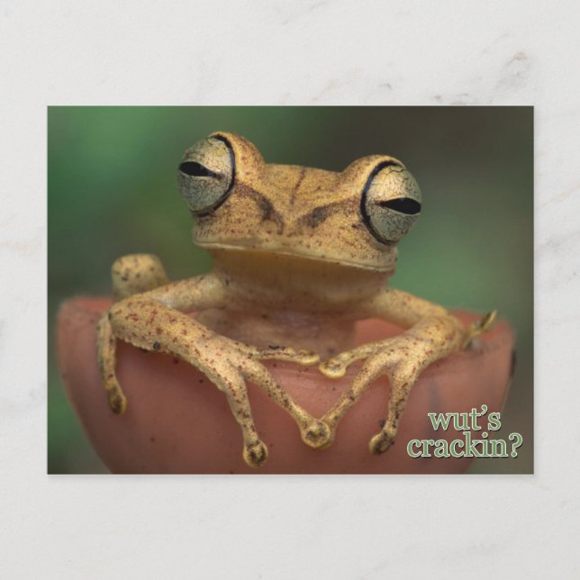 what's cracking? postcard (Front)