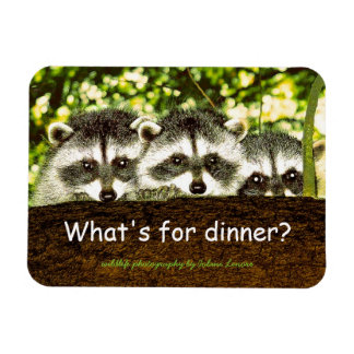 What's for dinner? Raccoon refrigerator magnet. Magnet