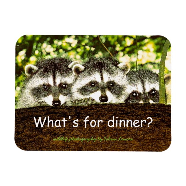 What's for dinner? Raccoon refrigerator magnet. Magnet (Horizontal)