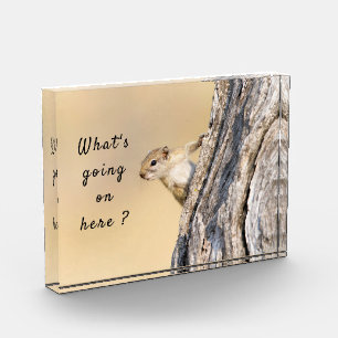 What's going on here squirrel photo with text