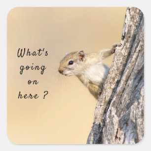 What's going on here squirrel photo with text square sticker