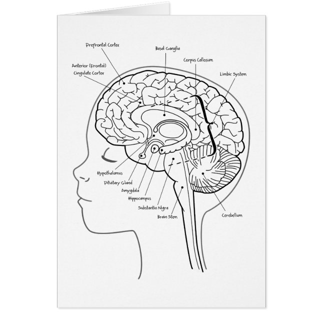 What's in Your Brain (Front)