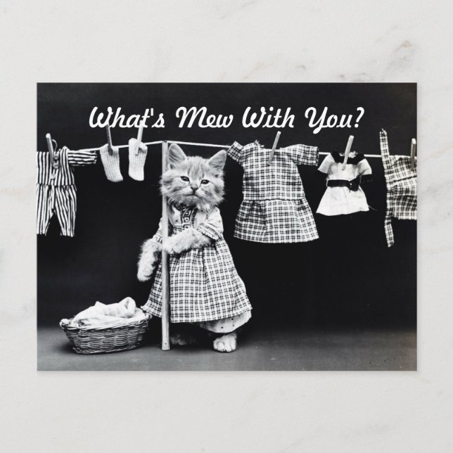 What's Mew Kitten Postcard (Front)