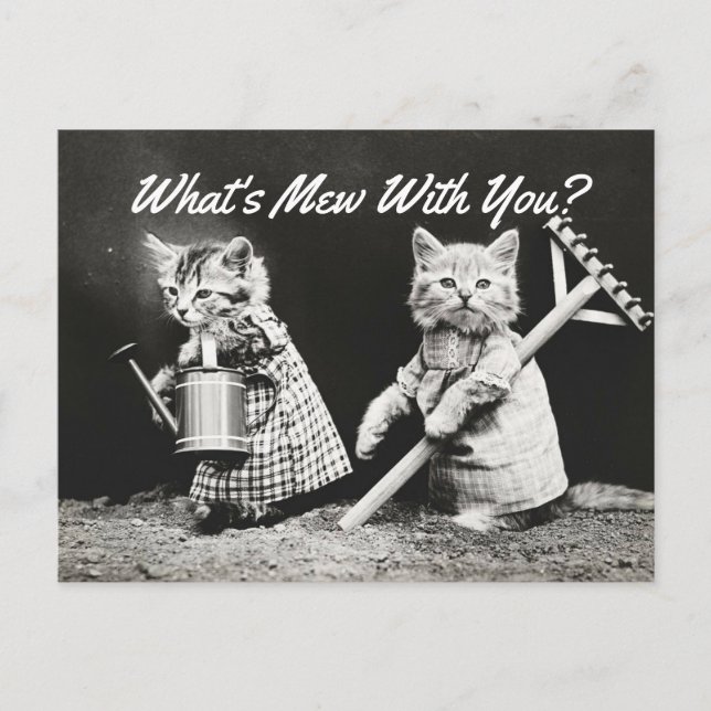 What's Mew Kittens Postcard (Front)