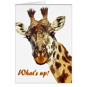 "What's Up?"