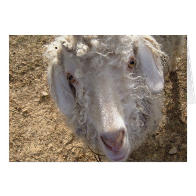 What's up? (Front Horizontal)