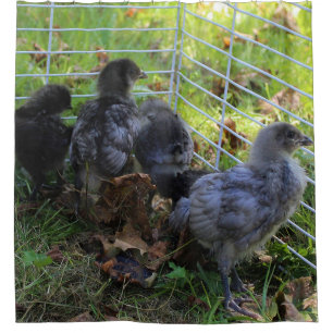 Whats Up - Chicken Butt