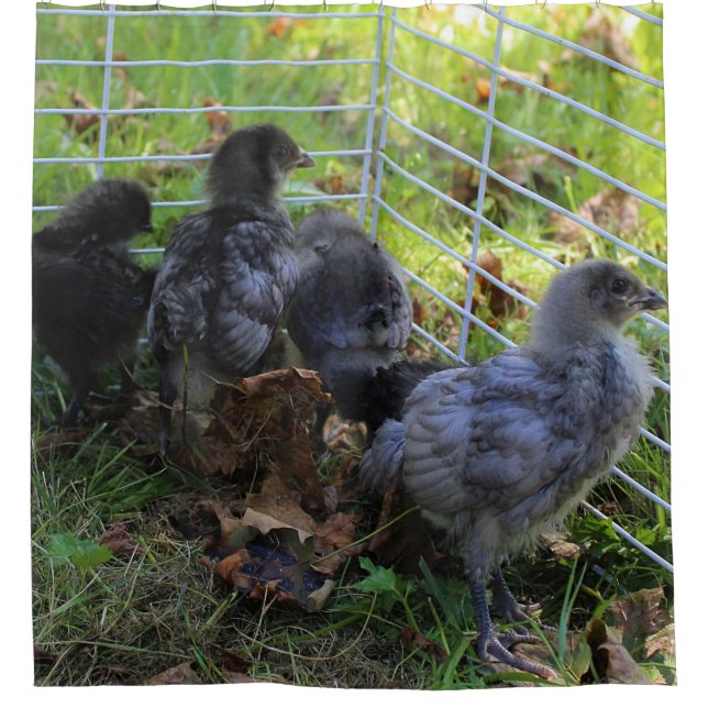 Whats Up - Chicken Butt (Front)