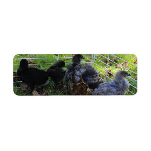 Whats Up - Chicken Butt