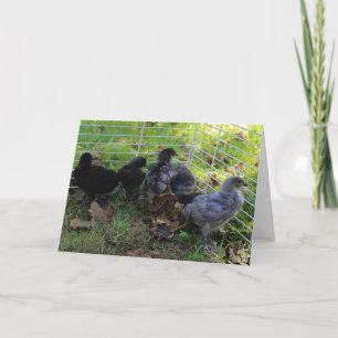 Whats Up - Chicken Butt Card