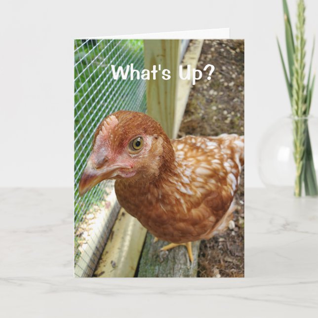 What's Up Chicken Butt Funny chicken humour Card (Front)