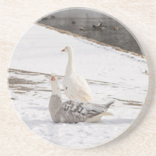Whats Up Goose Coaster