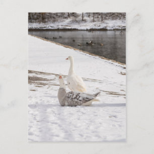 Whats Up Goose Postcard