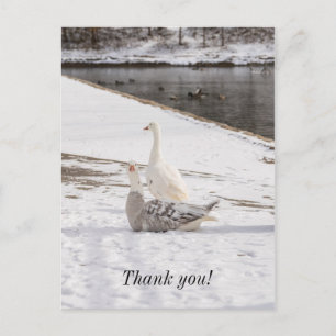 Whats Up Goose Thank You Postcard
