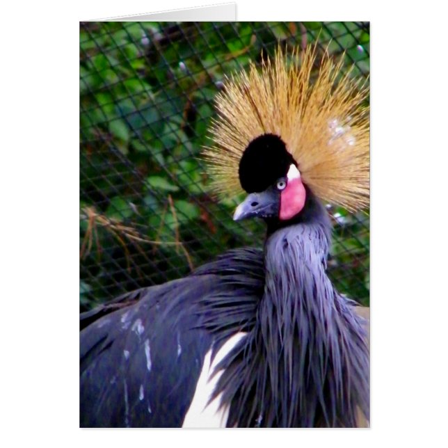 What's Up, Hi_Card (Front)