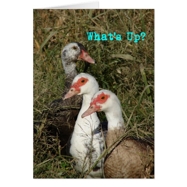 What's Up?  Muscovy Ducks (Front)