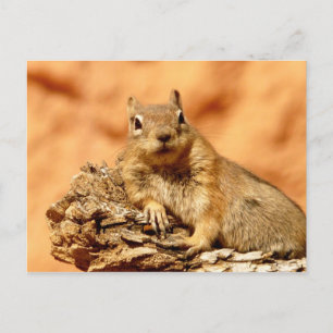 What's up? postcard