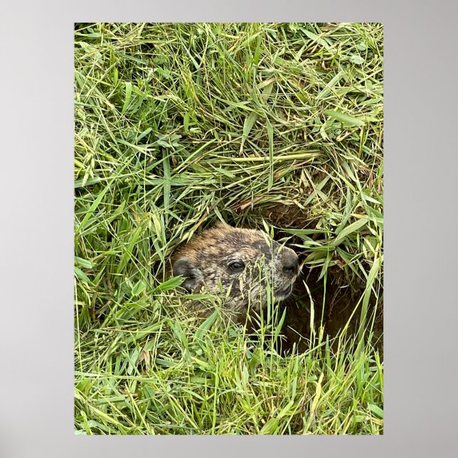 What's Up? Poster (Front)