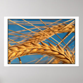 Wheat 2 poster