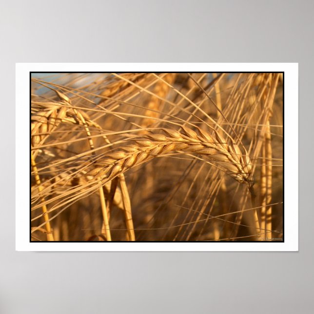 Wheat 3 poster (Front)