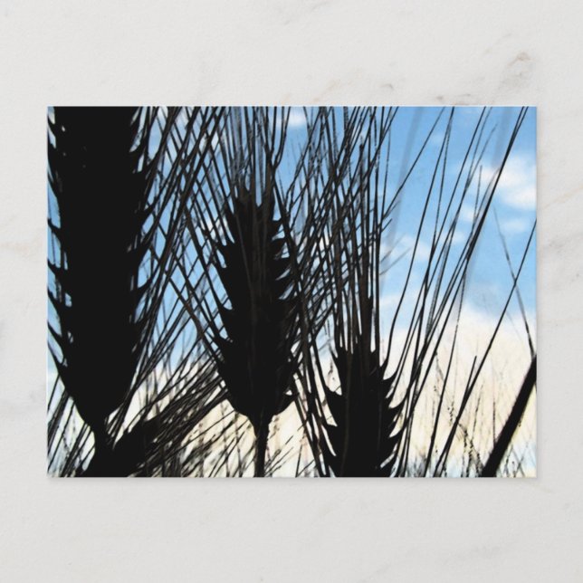 wheat and sky 2012 postcard (Front)