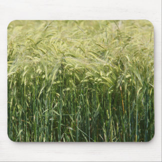 Wheat - beautiful! mouse pad