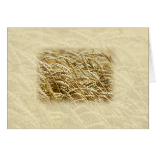 Wheat Field