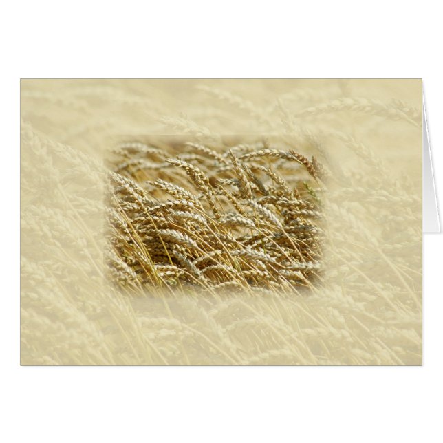 Wheat Field (Front Horizontal)