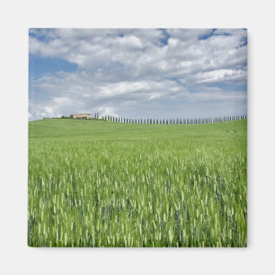 Wheat field and drive lined by stately cypress magnet