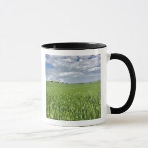 Wheat field and drive lined by stately cypress mug