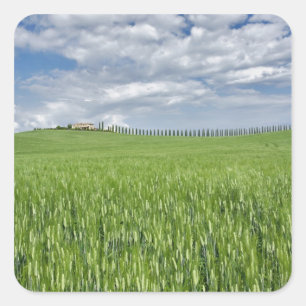 Wheat field and drive lined by stately cypress square sticker