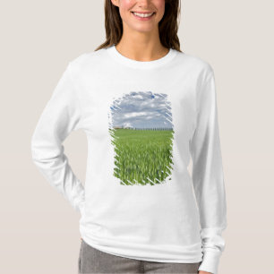 Wheat field and drive lined by stately cypress T-Shirt