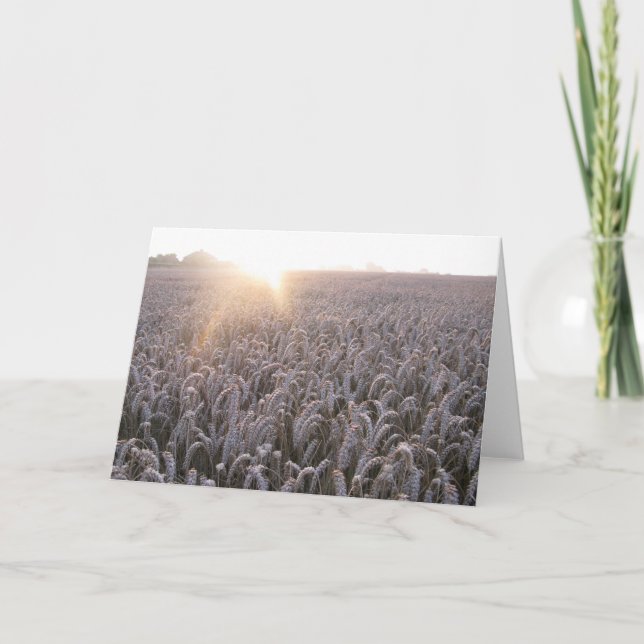 Wheat Field - Blank Greetings Card (Front)