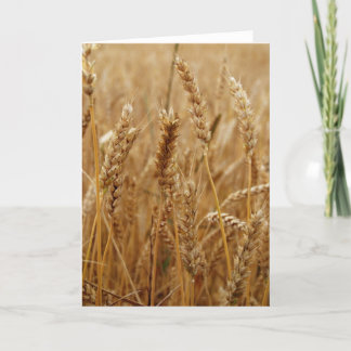 Wheat Field Card